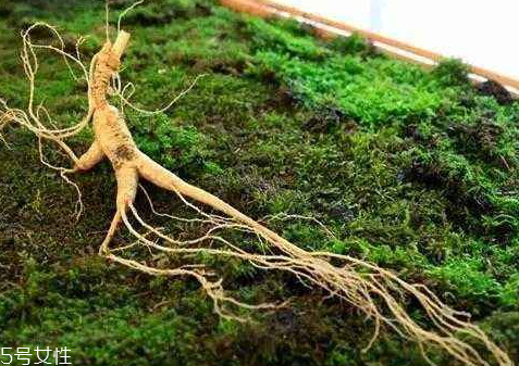 野山參有保質(zhì)期嗎 保質(zhì)期限 野山參有保質(zhì)期嗎 保質(zhì)期限