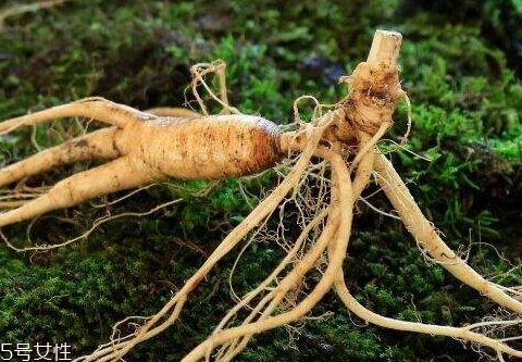 野山參有保質(zhì)期嗎 保質(zhì)期限 野山參有保質(zhì)期嗎 保質(zhì)期限