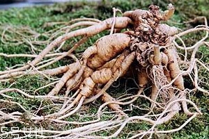 野山參有保質(zhì)期嗎 保質(zhì)期限 野山參有保質(zhì)期嗎 保質(zhì)期限