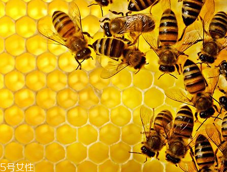 vitamin world天然蜂膠膠囊怎么樣？