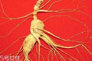 野山參多少錢(qián)一克 挑選及鑒別技巧