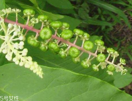 草參多少錢一斤 價(jià)格不貴