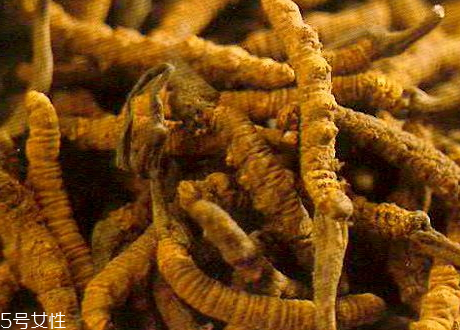 草參多少錢一斤 價(jià)格不貴