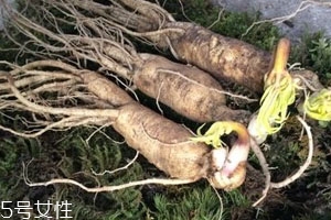 東北人參多少錢(qián)一斤 吃法及購(gòu)買(mǎi)技巧 東北人參多少錢(qián)一斤 吃法及購(gòu)買(mǎi)技巧