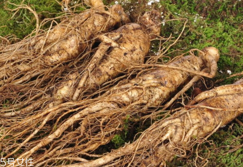新鮮人參能泡酒嗎 泡酒方法 新鮮人參能泡酒嗎 泡酒方法