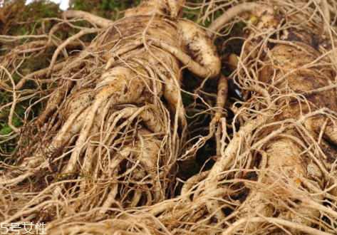 新鮮人參能泡酒嗎 泡酒方法 新鮮人參能泡酒嗎 泡酒方法