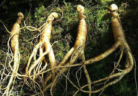 新鮮人參怎么處理 清洗方法 新鮮人參怎么處理 清洗方法