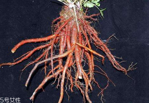 丹參不能和什么一起吃 食用禁忌 丹參不能和什么一起吃 食用禁忌