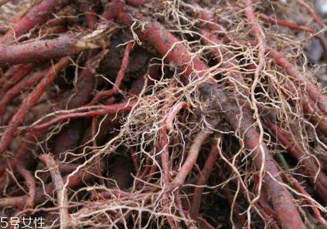 丹參不能和什么一起吃 食用禁忌 丹參不能和什么一起吃 食用禁忌