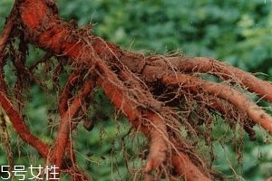 丹參不能和什么一起吃 食用禁忌 丹參不能和什么一起吃 食用禁忌