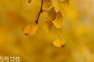 銀杏膠囊主要治什么??？