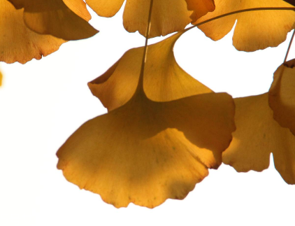 銀杏膠囊主要治什么病？