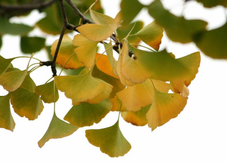 銀杏膠囊主要治什么病？