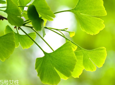 銀杏膠囊多少錢一盒？25元左右