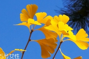 銀杏膠囊可以長期吃嗎？可以長期吃