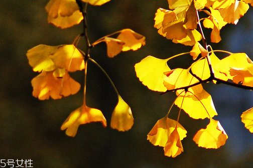 銀杏膠囊可以長期吃嗎？可以長期吃