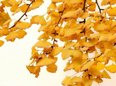 銀杏膠囊可以長期吃嗎？可以長期吃