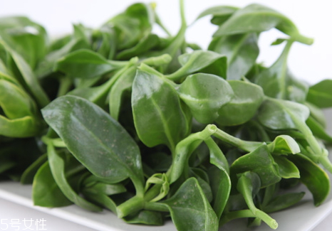 穿心蓮苦嗎 入藥的穿心蓮是苦味的 穿心蓮苦嗎 入藥的穿心蓮是苦味的