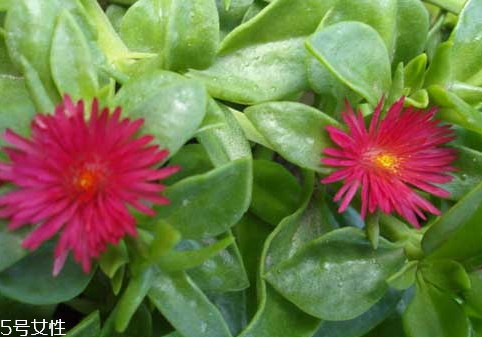 穿心蓮可以喝酒嗎 切記不要一起 穿心蓮可以喝酒嗎 切記不要一起