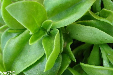 穿心蓮可以喝酒嗎 切記不要一起 穿心蓮可以喝酒嗎 切記不要一起