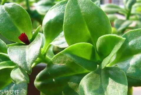 土田七的根可以吃嗎 吃法推薦 土田七的根可以吃嗎 吃法推薦