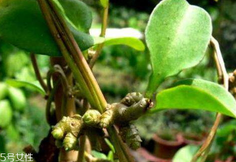 土田七的根可以吃嗎 吃法推薦 土田七的根可以吃嗎 吃法推薦