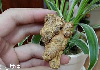 土田七的根可以吃嗎 吃法推薦 土田七的根可以吃嗎 吃法推薦