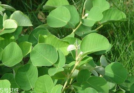 金錢草是涼性的嗎 微苦性涼 金錢草是涼性的嗎 微苦性涼