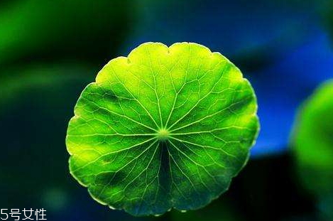 金錢草不能和什么一起吃 相克食物 金錢草不能和什么一起吃 相克食物