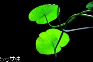 金錢草不能和什么一起吃 相克食物 金錢草不能和什么一起吃 相克食物