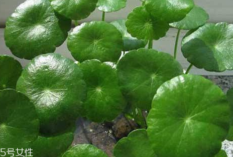 金錢草可以治結(jié)石嗎 對(duì)微小結(jié)石具有排泄作用 金錢草可以治結(jié)石嗎 對(duì)微小結(jié)石具有排泄作用