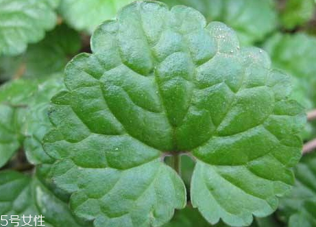 金錢草可以治結(jié)石嗎 對(duì)微小結(jié)石具有排泄作用 金錢草可以治結(jié)石嗎 對(duì)微小結(jié)石具有排泄作用