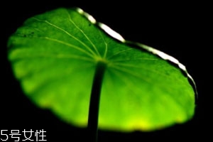 金錢草可以治結(jié)石嗎 對(duì)微小結(jié)石具有排泄作用 金錢草可以治結(jié)石嗎 對(duì)微小結(jié)石具有排泄作用