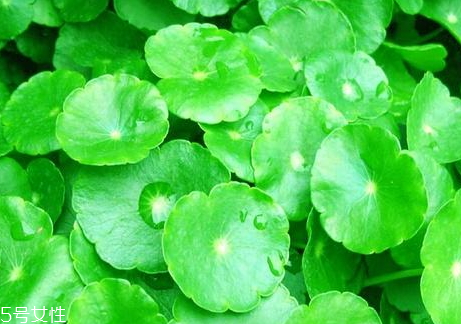 金錢草能降尿酸嗎 食譜推薦 金錢草能降尿酸嗎 食譜推薦