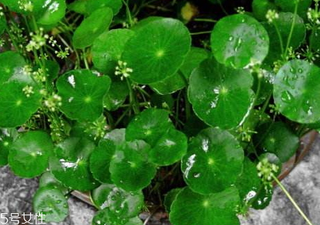 金錢草能降尿酸嗎 食譜推薦 金錢草能降尿酸嗎 食譜推薦