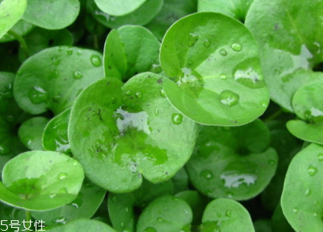 金錢草能治膽囊息肉嗎 食物推薦 金錢草能治膽囊息肉嗎 食物推薦