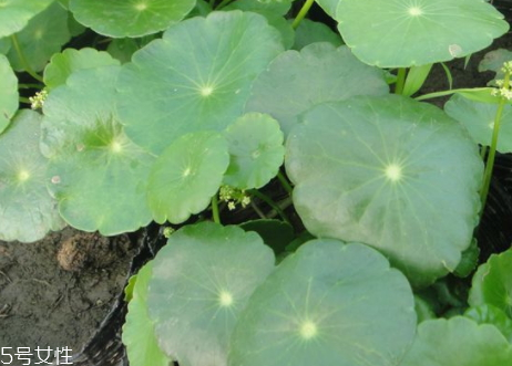 金錢草能治膽囊息肉嗎 食物推薦 金錢草能治膽囊息肉嗎 食物推薦