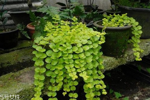 金錢草能治前列腺炎嗎 食譜推薦 金錢草能治前列腺炎嗎 食譜推薦