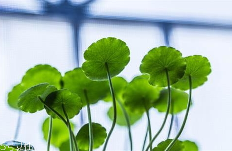 金錢草能治前列腺炎嗎 食譜推薦 金錢草能治前列腺炎嗎 食譜推薦