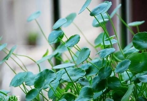 金錢草能治痔瘡嗎 治痔瘡配方 金錢草能治痔瘡嗎 治痔瘡配方