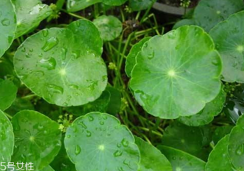 金錢草能治痔瘡嗎 治痔瘡配方 金錢草能治痔瘡嗎 治痔瘡配方