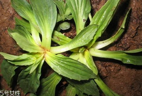 金錢草和車前草可以同時(shí)泡水喝嗎 金錢草和車前草可以同時(shí)泡水喝嗎