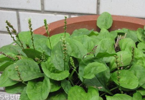 金錢草和車前草可以同時(shí)泡水喝嗎 金錢草和車前草可以同時(shí)泡水喝嗎