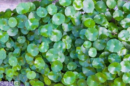 金錢草和海金沙能治膽結(jié)石嗎 二者功效 金錢草和海金沙能治膽結(jié)石嗎 二者功效