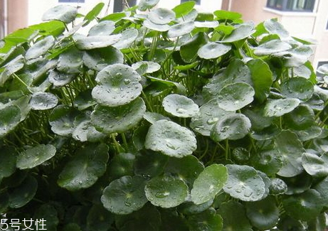 金錢草和海金沙能治膽結(jié)石嗎 二者功效 金錢草和海金沙能治膽結(jié)石嗎 二者功效