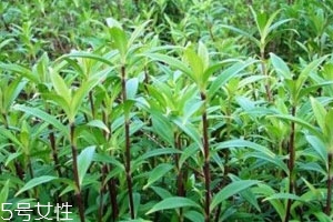 龍膽草多少錢(qián)一斤 大多在40到75元之間