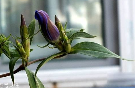 龍膽草可以泡酒嗎 泡酒功效 龍膽草可以泡酒嗎 泡酒功效