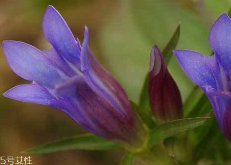 龍膽草可以泡酒嗎 泡酒功效 龍膽草可以泡酒嗎 泡酒功效