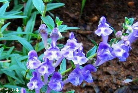 黃芩不能和什么一起吃 相克食物 黃芩不能和什么一起吃 相克食物