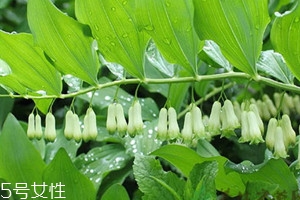 黃精什么時候種植 種植時間 黃精什么時候種植 種植時間